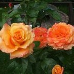 Profile Picture of Dawn Smallman (@ds6791) on Instagram