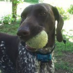 Profile Picture of German Short Haired Pointer (@anna_short_haired_pointer) on Instagram