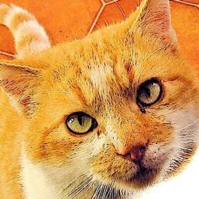 Profile Picture of Mark Bembenek (@TarquinDeVere) on Twitter