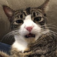Profile Picture of Melanie Bailey [cashman Ms] (@melanie-bailey-cashman-ms) on Quora
