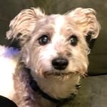 Profile Picture of Joshua Petry (@tyllyn) on Instagram