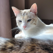 Profile Picture of Harry Lu (@harrylu068) on Youtube