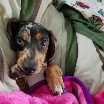 Profile Picture of Mr. Nathan Peters (@MrNathanPeters1) on Twitter