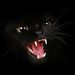Profile Picture of Gillian Philip (@gillianphilip63) on Pinterest