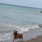 Profile Picture of Laurie Benninghoff Hetzel (@lauriehetzel) on Instagram