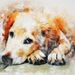 Profile Picture of Amanda Ryals (@amandar7766) on Pinterest