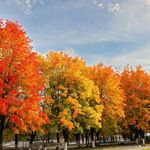 Profile Picture of rozella travis (@rozella650dcqok) on Instagram