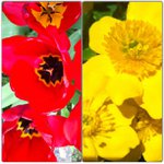 Profile Picture of Timothy Cochran (@lucflamesgrim) on Instagram