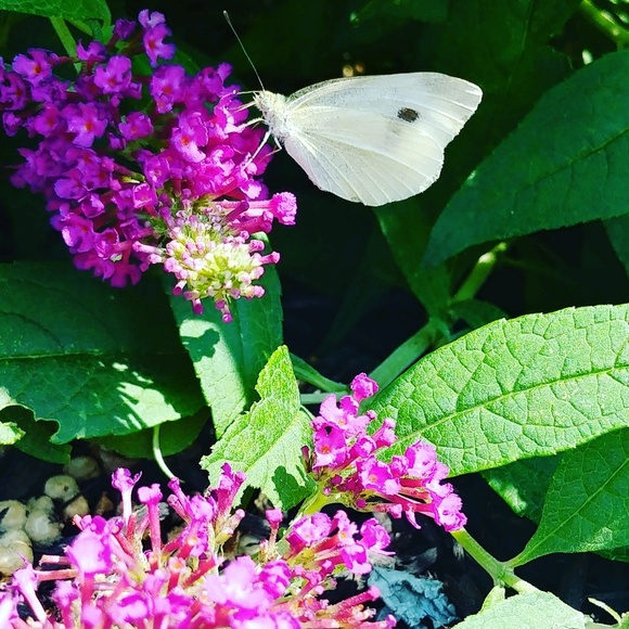 Profile Picture of Jennifer Faronea (@pinkisaprincess) on Poshmark