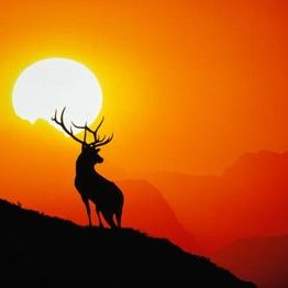 Profile Picture of Carlos Lazos (@CarloLazos) on Twitter