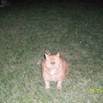 Profile Picture of Michelle Gentile Myers (@mcrystals1) on Instagram