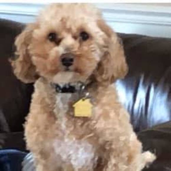 Profile Picture of Mary Colagiovanni (@mcolagiovanni) on Poshmark