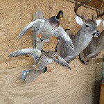 Profile Picture of robert sistrunk (@smokeeater777) on Instagram