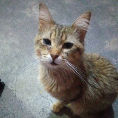 Profile Picture of Ildefonso Herrera (@ildefonsoherre6) on Twitter