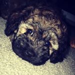 Profile Picture of Ruby Cameron (@kaleo_puppie) on Instagram