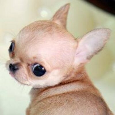 Profile Picture of Sandra DoRego (@Sandra_DoRego) on Twitter