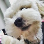Profile Picture of Traci (@lumos00) on Instagram