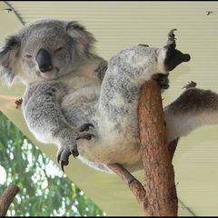 Profile Picture of Wen Wu (@guildnavvendel) on Tiktok