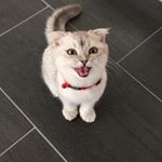 Profile Picture of Umka (@umka.scottishfold) on Instagram