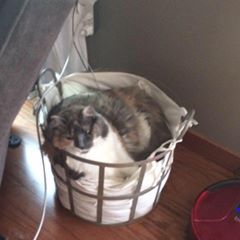 Profile Picture of Ali Hughes (@aliwicklund) on Tiktok