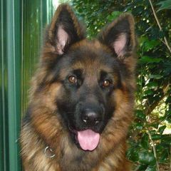 Maurice Jacques - Tiktok Profile Picture of Maurice Jacques (@maurice.jacques7) on Tiktok