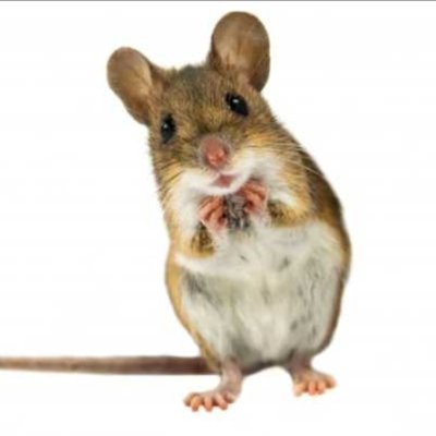 Profile Picture of The Montclair Mouse (@MSUNewmanMouse) on Twitter