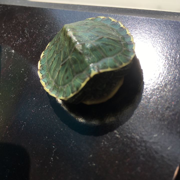 Profile Picture of Henry🐢 (@henrytheturle) on Tiktok