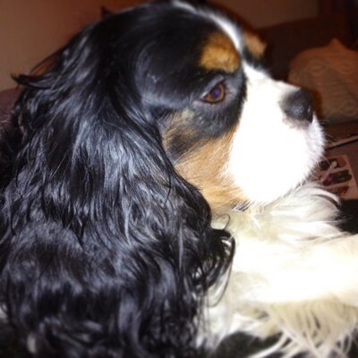 Ann Kristin Brovold - Twitter Profile Picture of Ann Kristin Brovold (@annkristin1970) on Twitter