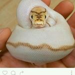 Profile Picture of Brian Erickson (@brianerickson2015) on Instagram