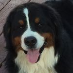 Profile Picture of Bobbie Hefner (@bobbiesmountaindogs) on Instagram