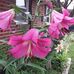 Profile Picture of Robin L Werling (@robinl.werling.5) on Facebook