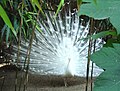 Profile Picture of Koinophiliaon Wikipedia