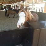 Profile Picture of felix löbbert (@lobbertfelix) on Instagram