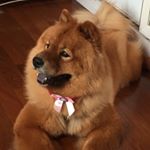 Profile Picture of Kate 🦁 (@kate_chowchow) on Instagram
