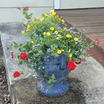 Profile Picture of Chase Kearl (@chasekearl) on Instagram