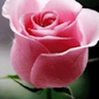 Profile Picture of Dina Buchillon (@dina-buchillon-1) on Quora