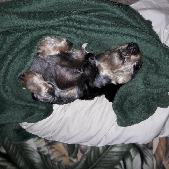 Profile Picture of Tyler Mcintyre (@basementwizard) on Poshmark