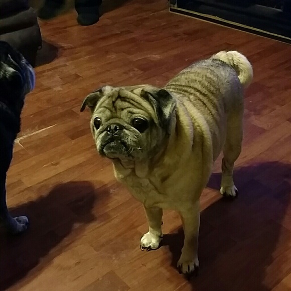 Profile Picture of Debbie Wilson (@1956wilson) on Poshmark