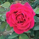 Profile Picture of Suzanne Haverkampf (@suzie_haverkampf) on Instagram