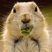 Profile Picture of Alex Gerasimyuk (@SkRilleX514) on Youtube