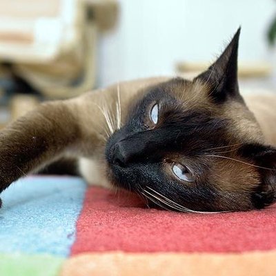 Profile Picture of Imogen Malone (@immyDaQueen) on Twitter