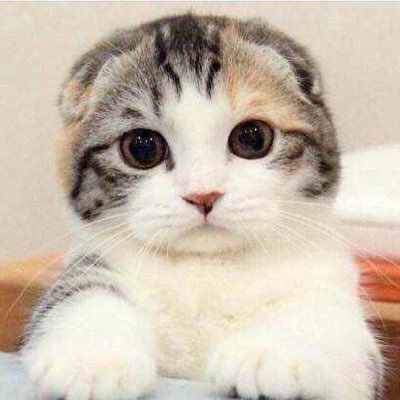 Profile Picture of Edward Qiu (@wolfgun) on Twitter