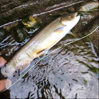Profile Picture of MikeBohan (@MikeBohan3) on Twitter