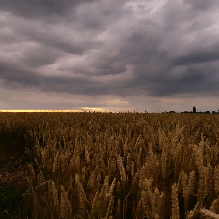 Profile Picture of ralph (@ralphkeijzer) on Tiktok