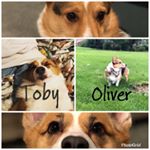 Profile Picture of Toby & Oliver (@lifewiththecorgis) on Instagram