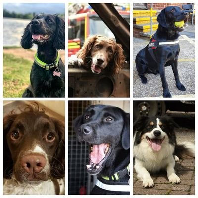 Profile Picture of Hants Fire Dogs (@HantsFireDogs) on Twitter