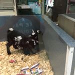 Profile Picture of Kenneth Preston Arnold (@preston_arnold0) on Instagram