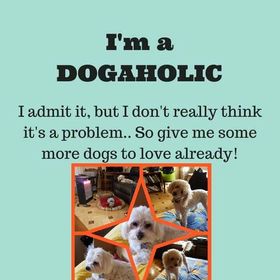 Profile Picture of Vicki Allen (@vicsloveofdog) on Pinterest