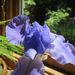 Profile Picture of Shelly Maples (@ShellyMaples) on Pinterest