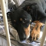 Profile Picture of Joseph Laidlaw (@pugexpress8) on Instagram